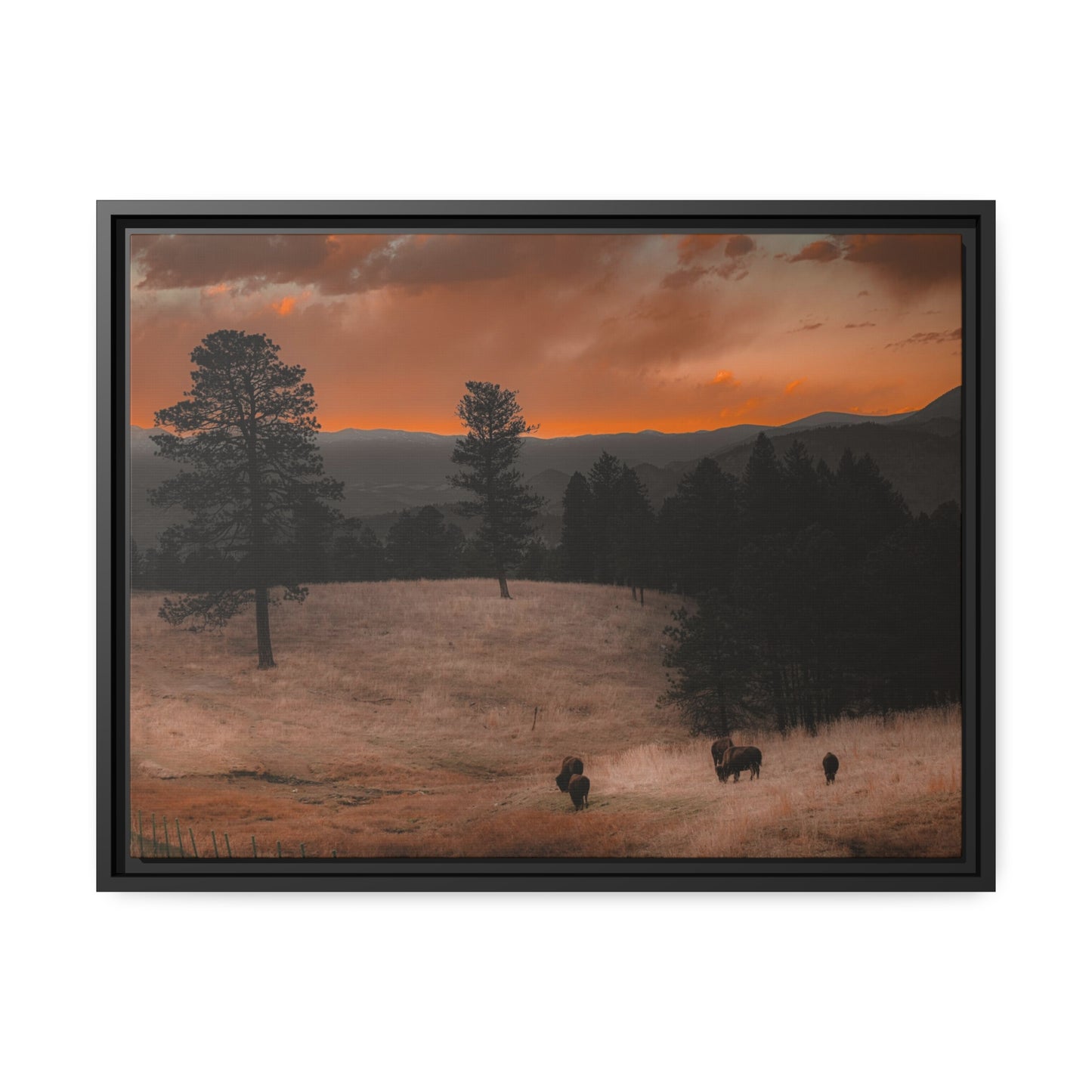 "Bison at Sunset" Framed Canvas