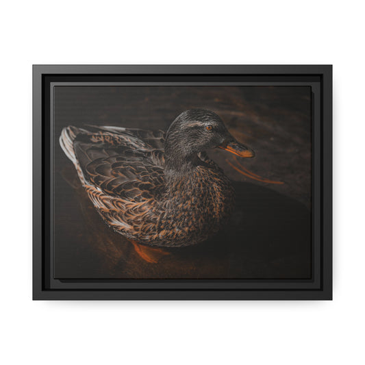 "Duck!" Framed Canvas