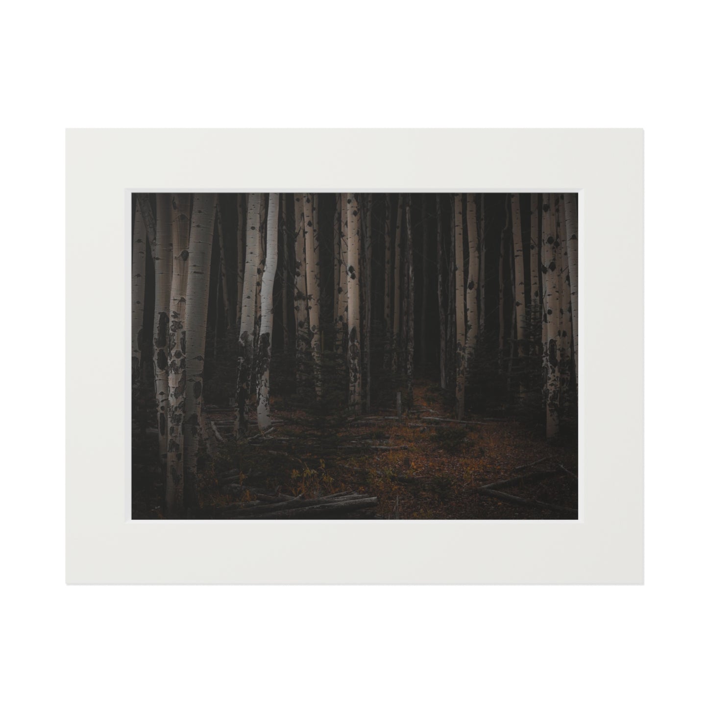 "Moody Aspen Grove" Fine Art Prints (Passepartout Paper Frame)