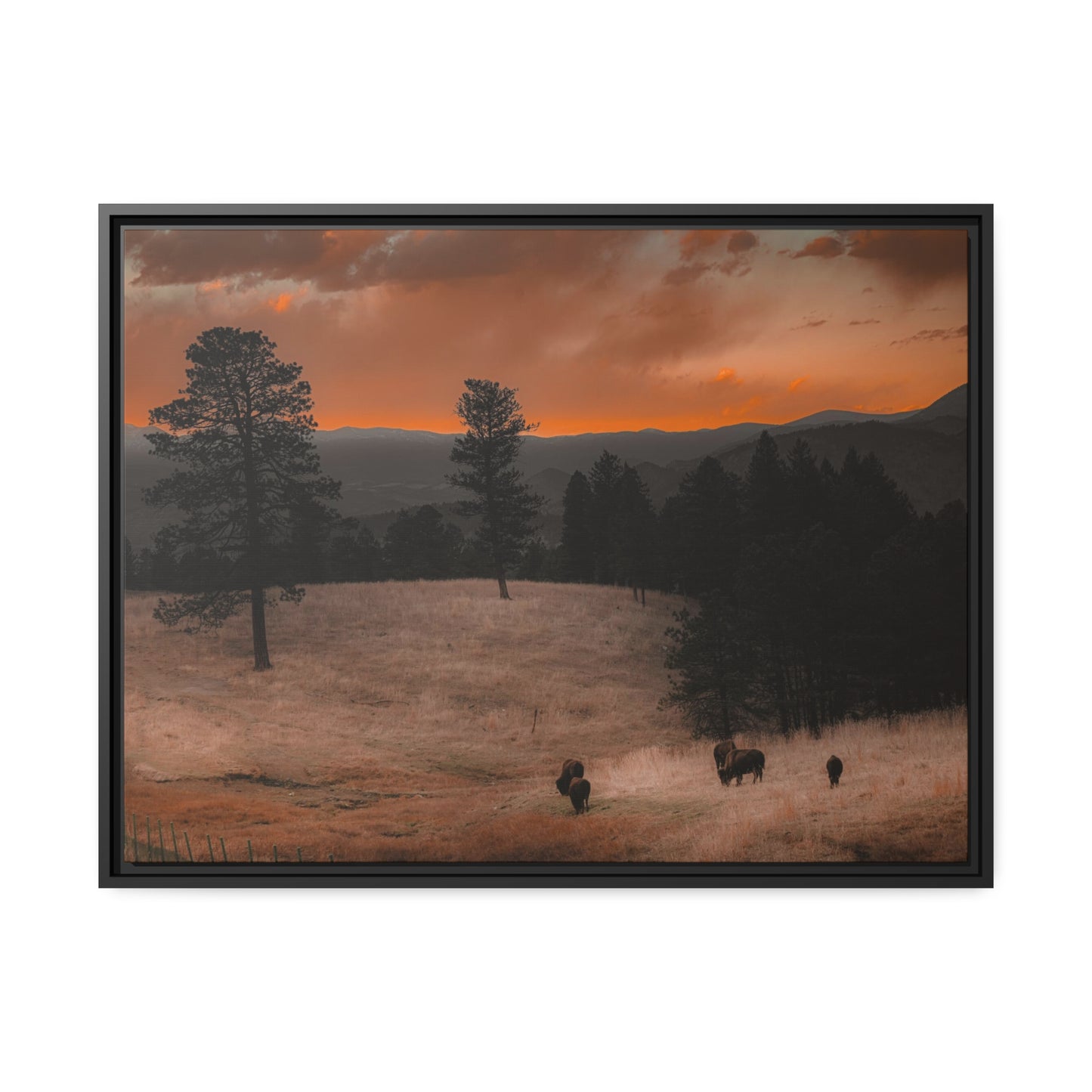 "Bison at Sunset" Framed Canvas