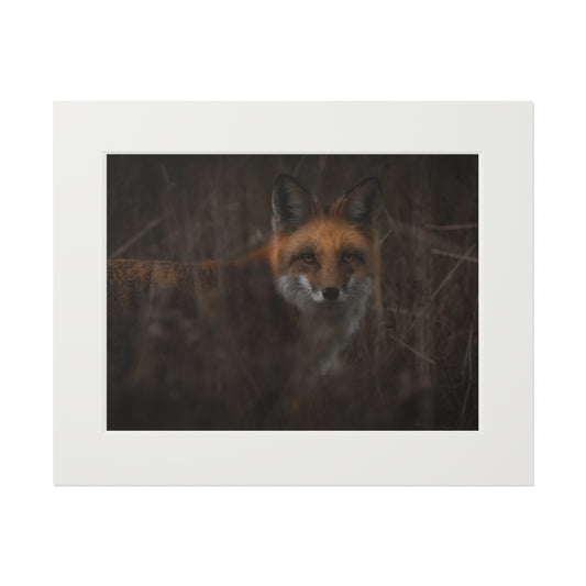 "Fox" Fine Art Prints (Passepartout Paper Frame)