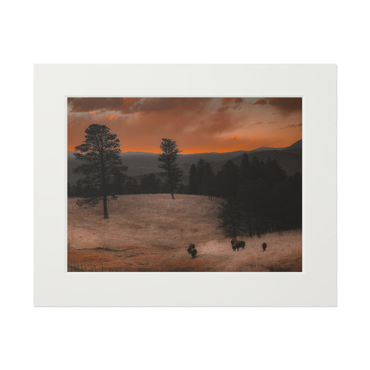 "Bison at Sunset" Fine Art Prints (Passepartout Paper Frame)