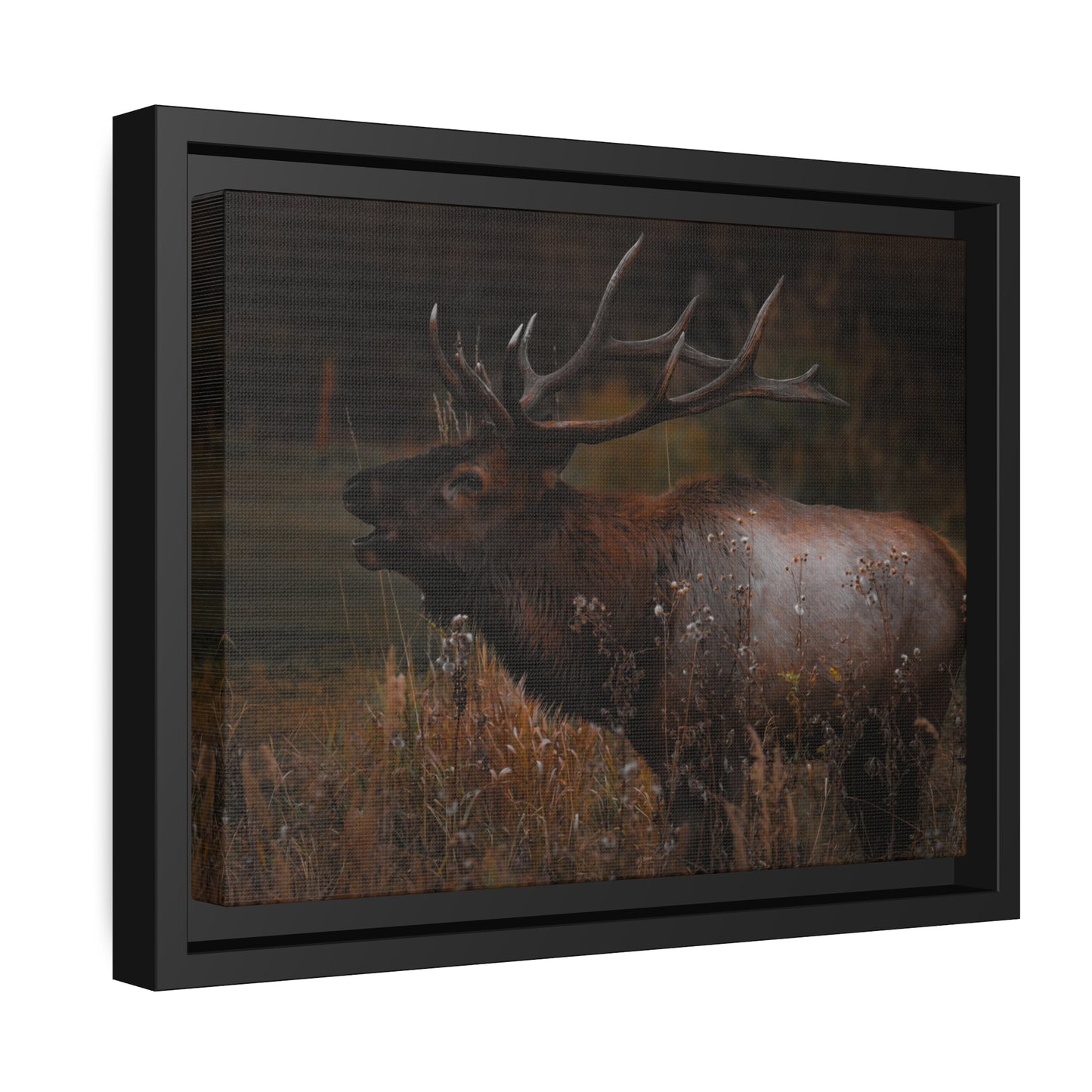 "The Bull" Framed Canvas