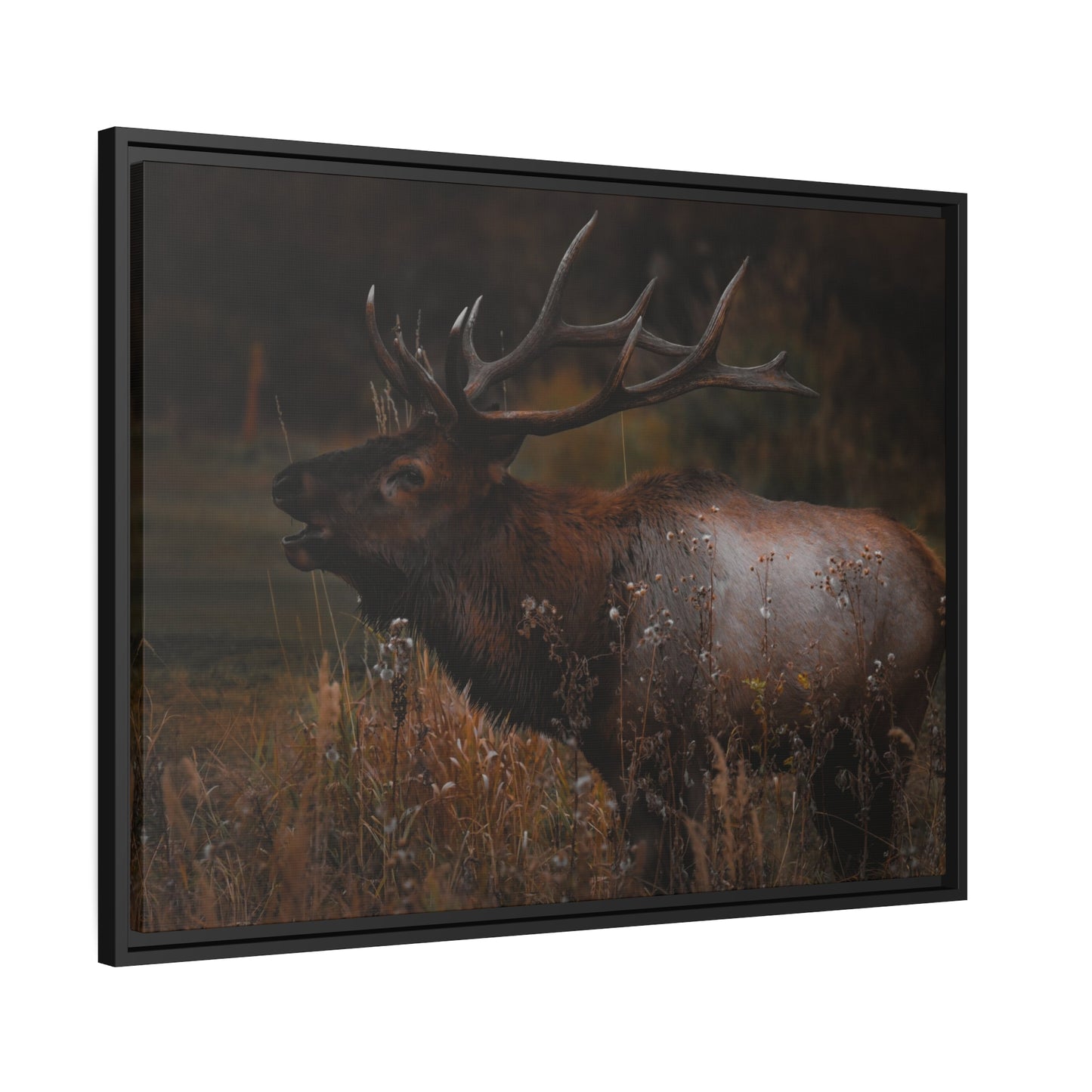 "The Bull" Framed Canvas