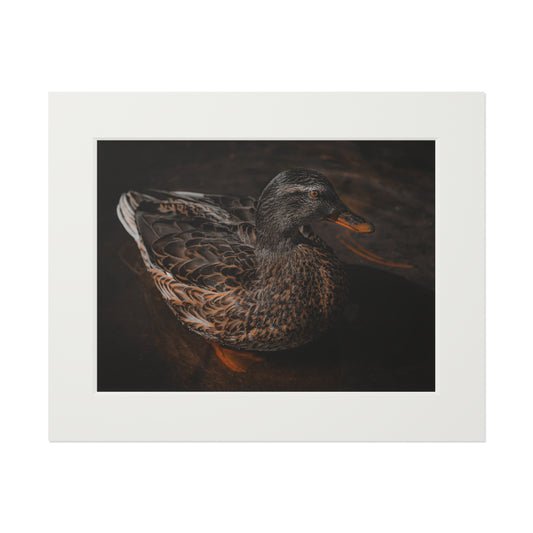 "Duck!" Fine Art Prints (Passepartout Paper Frame)