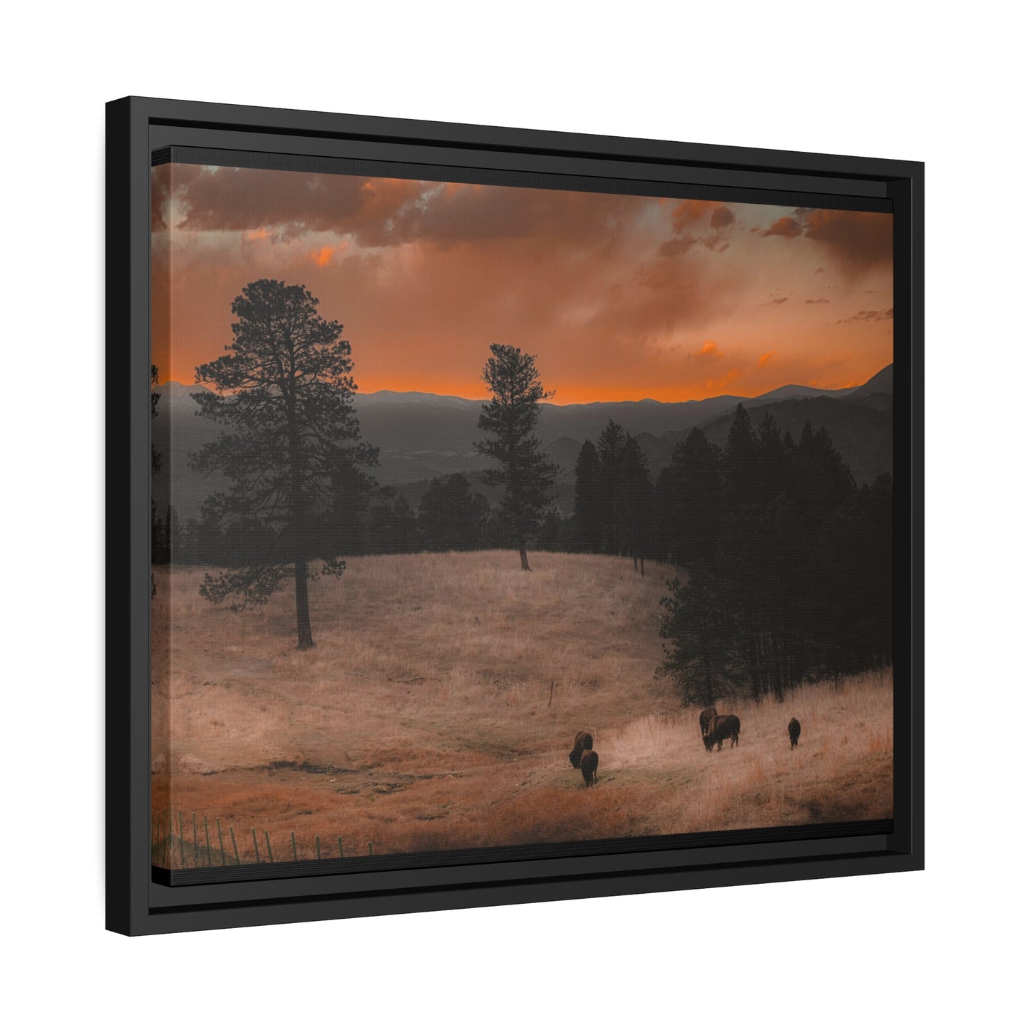 "Bison at Sunset" Framed Canvas