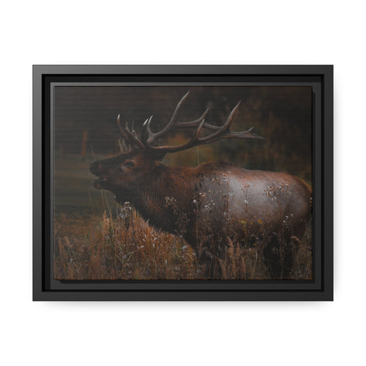 "The Bull" Framed Canvas