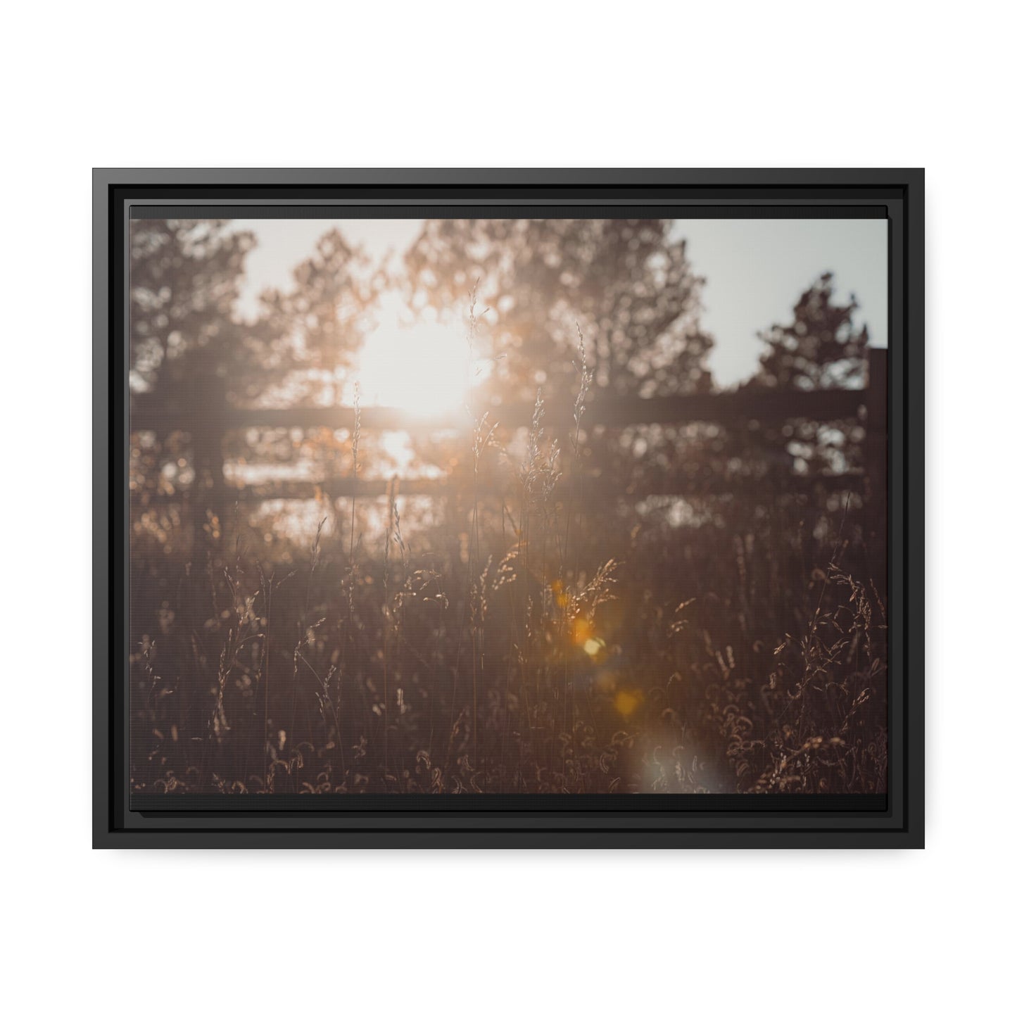 "October Sun" Framed Canvas