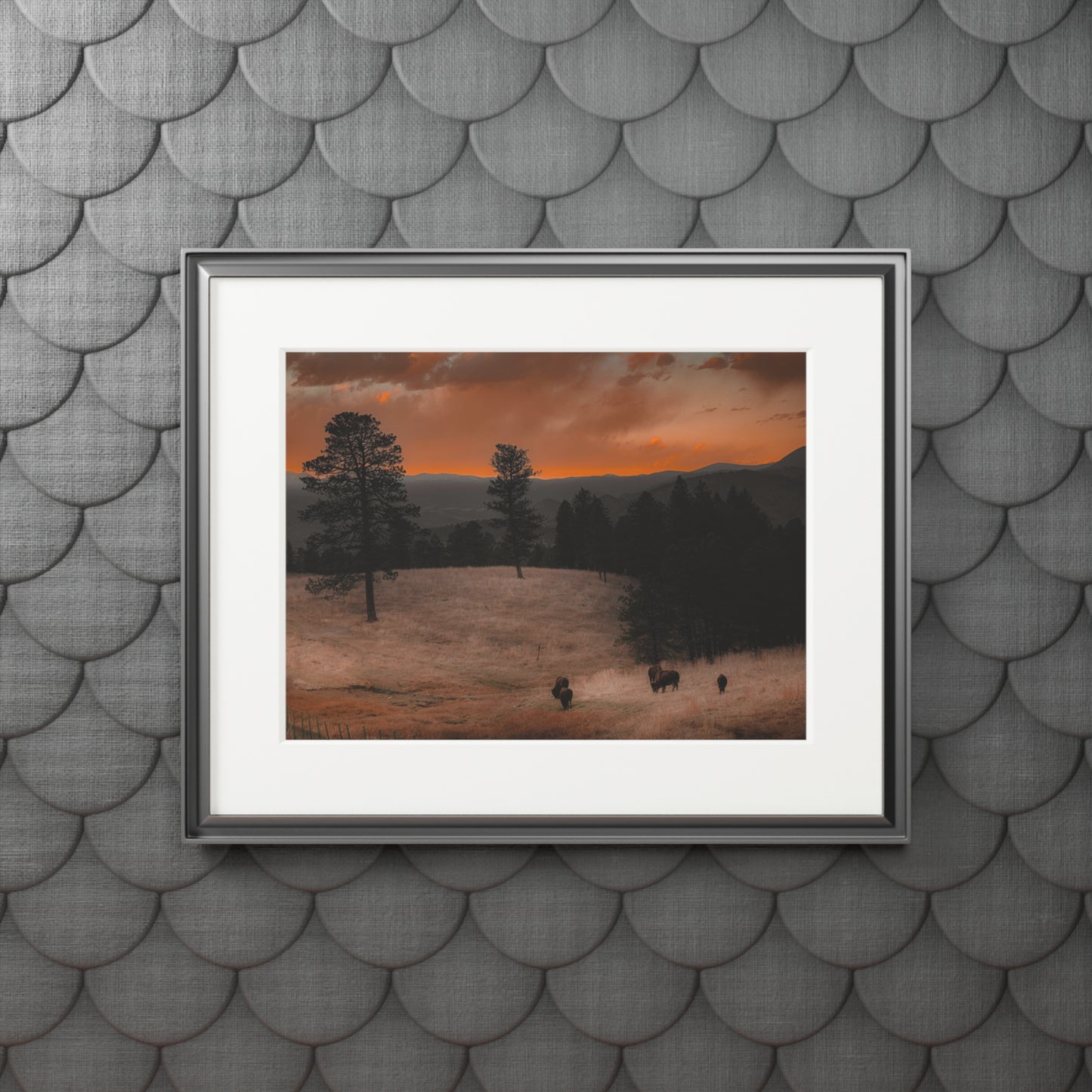 "Bison at Sunset" Fine Art Prints (Passepartout Paper Frame)