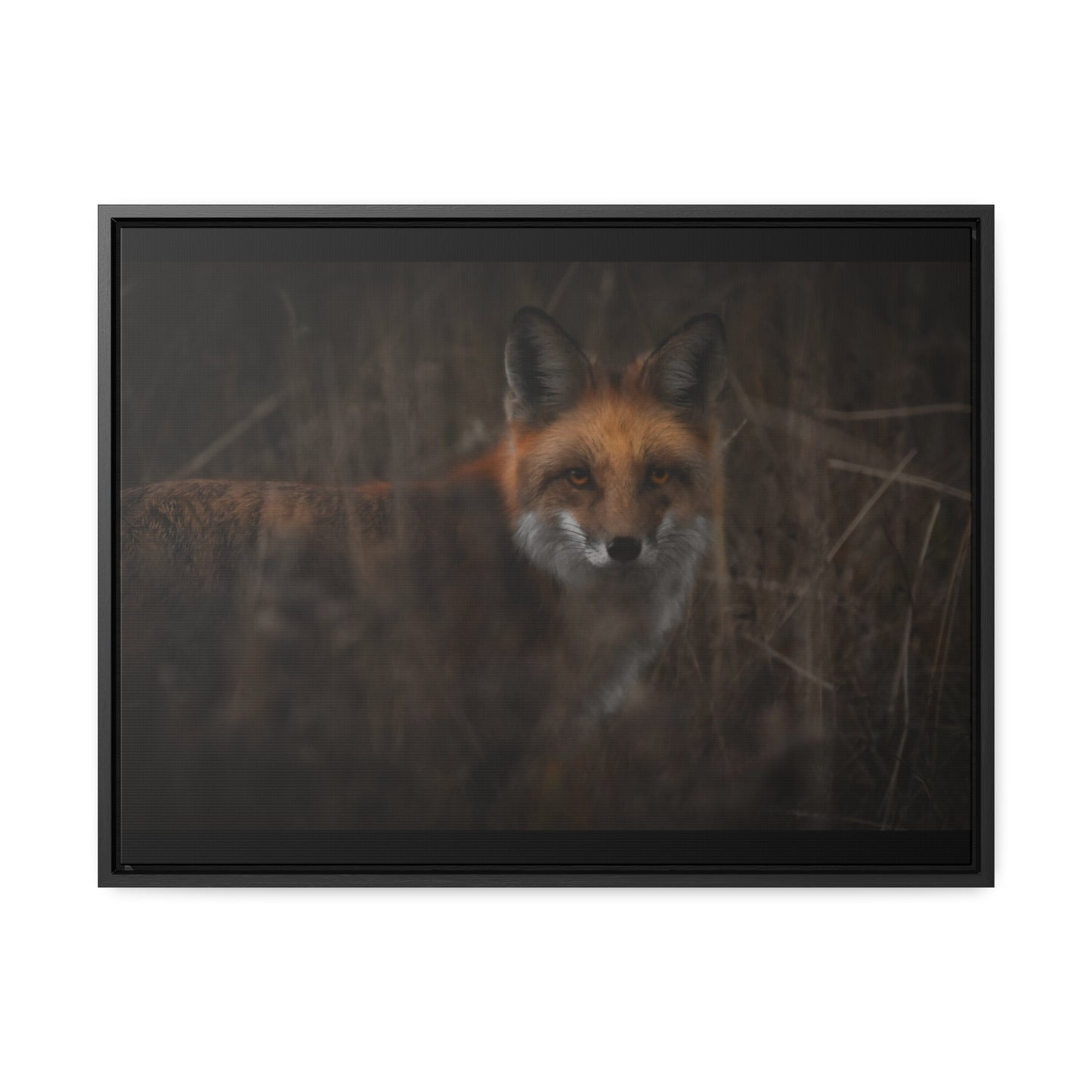 Fox Framed Gallery Canvas