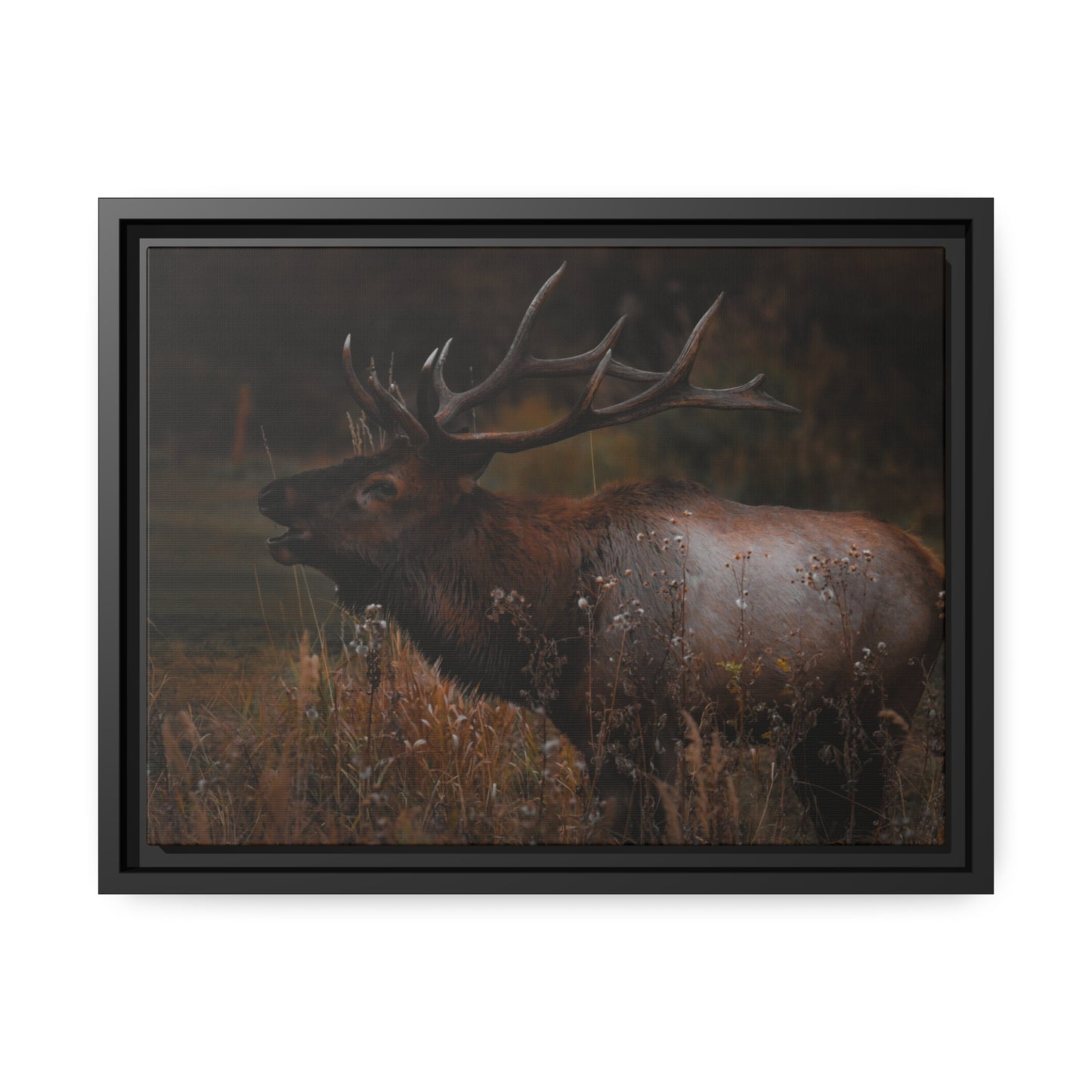 "The Bull" Framed Canvas