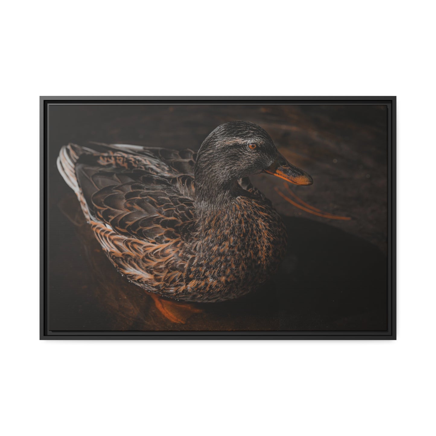 "Duck!" Framed Canvas