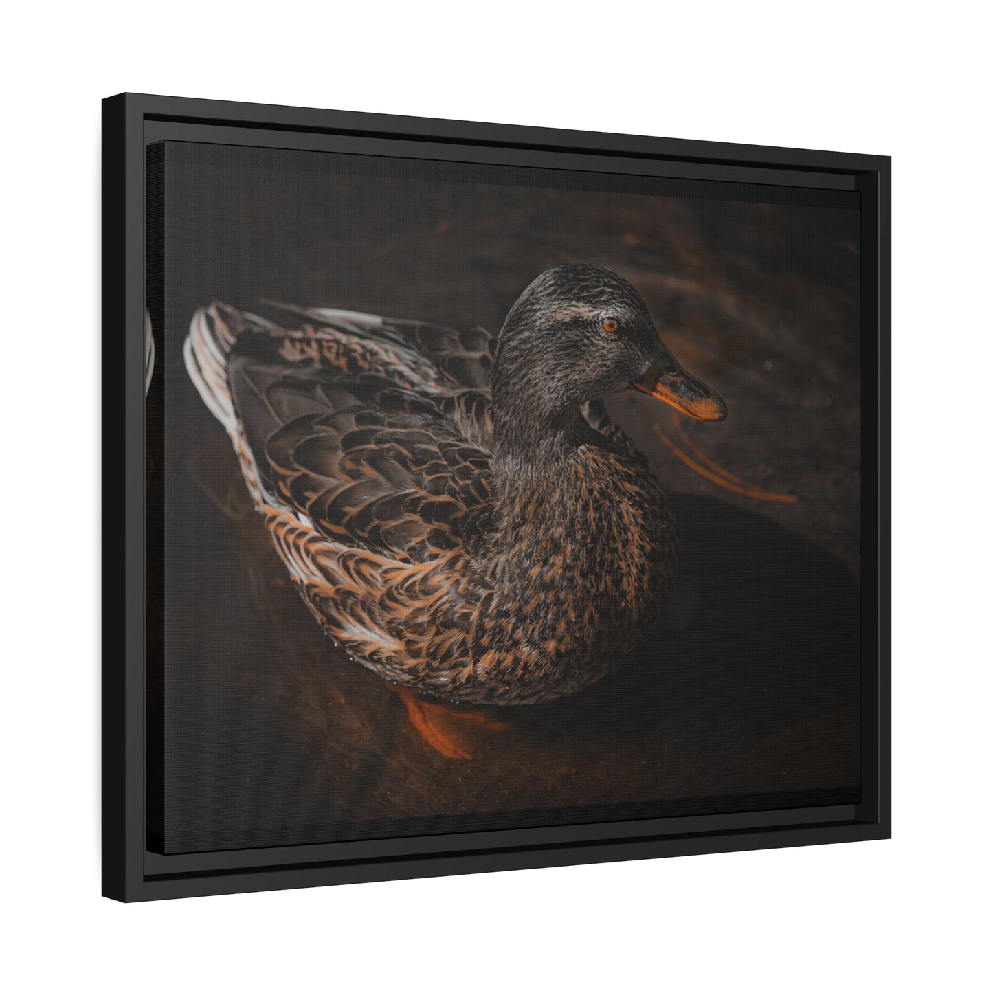 "Duck!" Framed Canvas