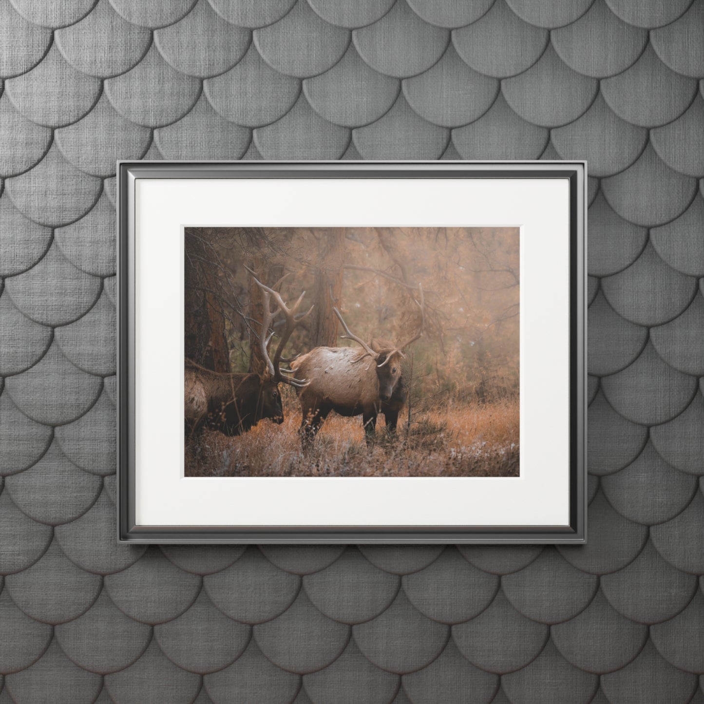 "The Bulls" Fine Art Prints (Passepartout Paper Frame)