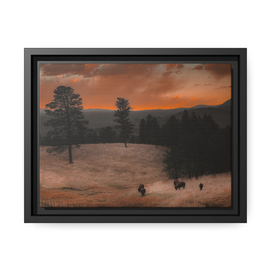 "Bison at Sunset" Framed Canvas