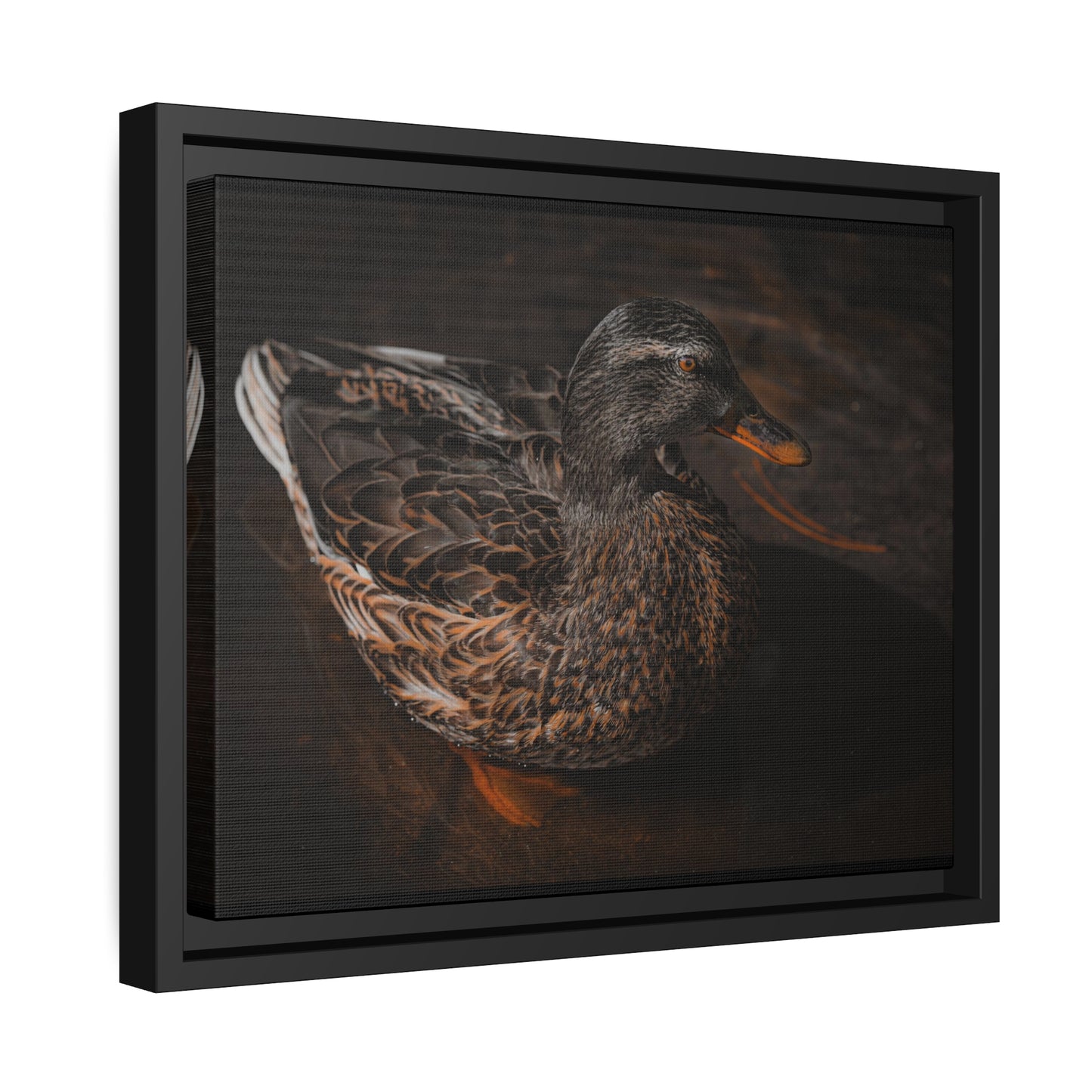 "Duck!" Framed Canvas