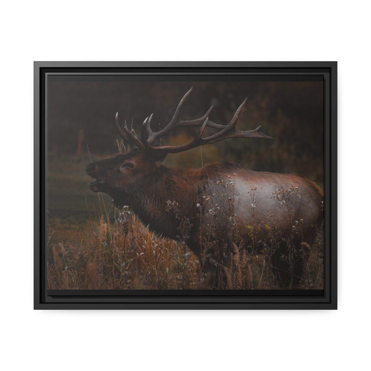 "The Bull" Framed Canvas